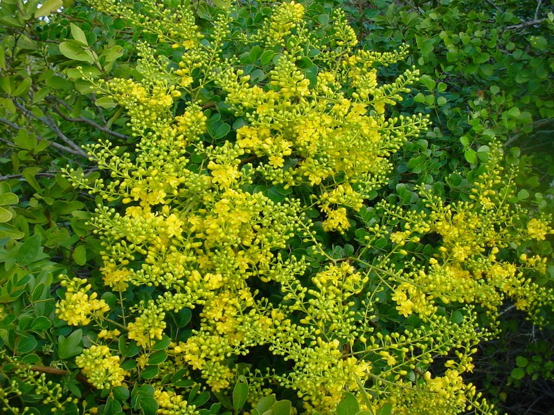 Tara vesicaria photo 2