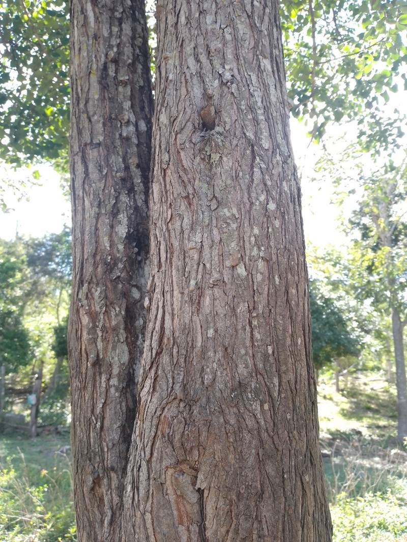Tara vesicaria photo 3
