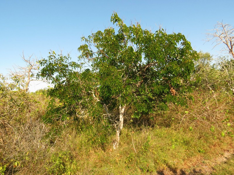 Tara vesicaria photo 8