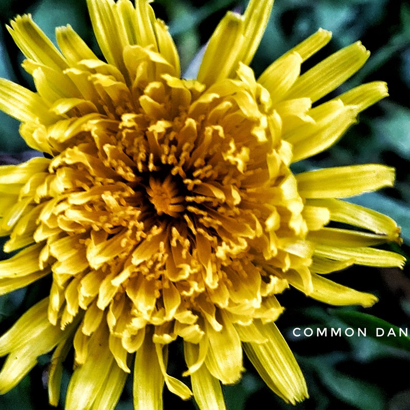 Fleshy Dandelion photo 4