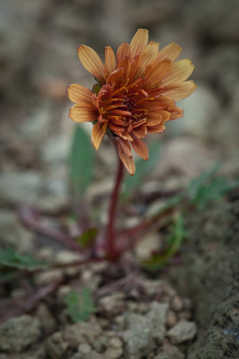 Fleshy Dandelion photo 2