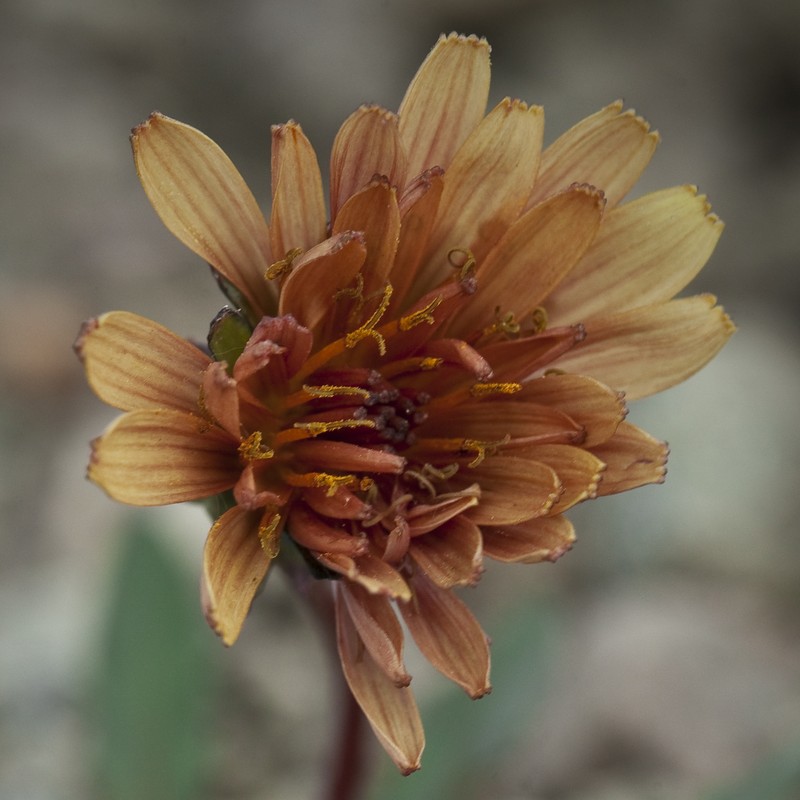 Fleshy Dandelion photo 3