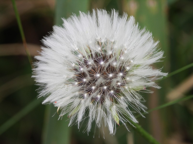 Rock Dandelion photo 2