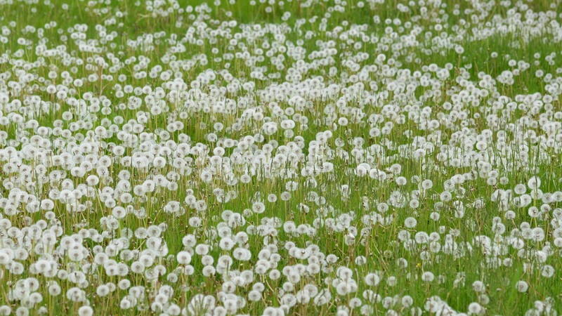 Rock Dandelion photo 3