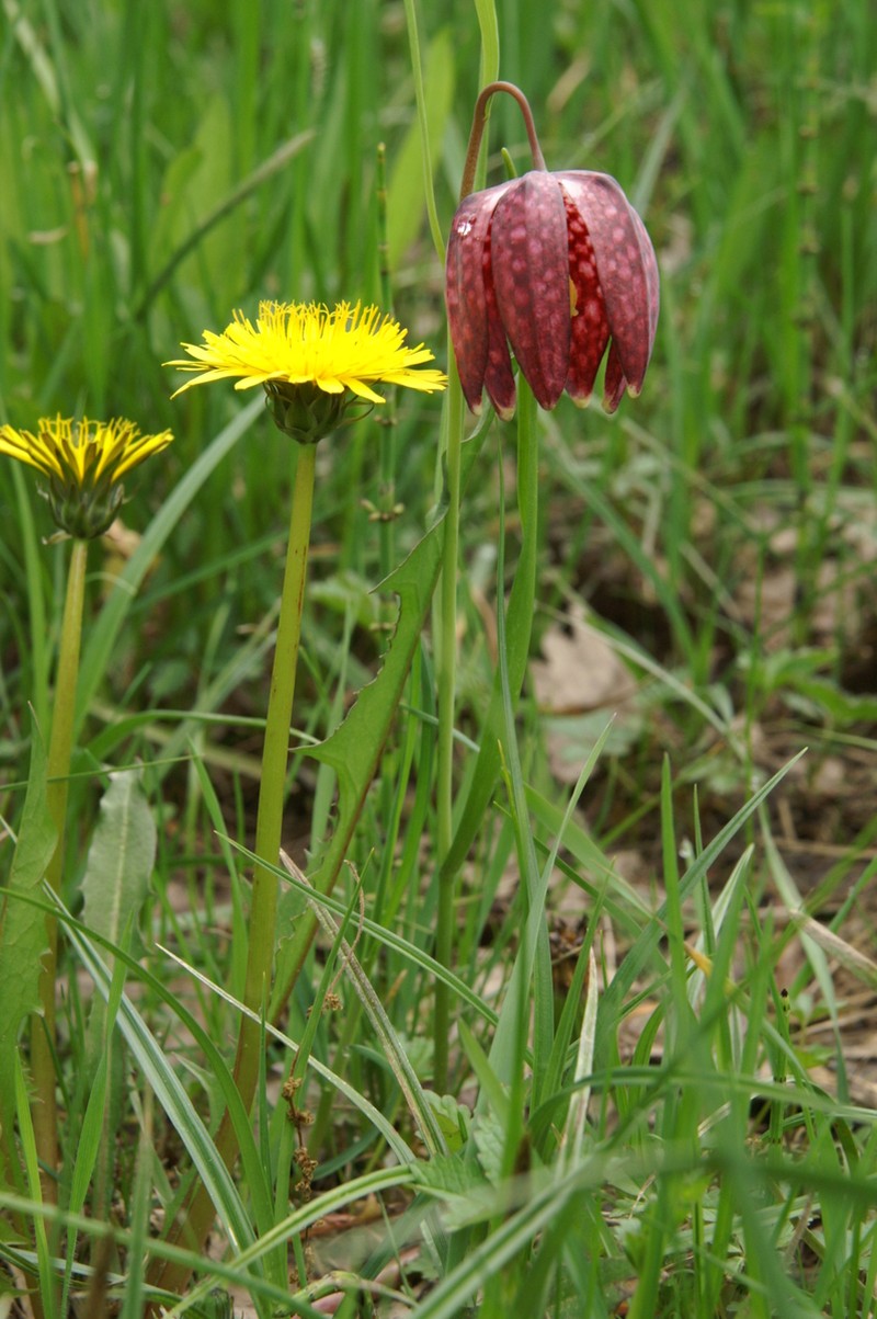 Marsh Dandelion