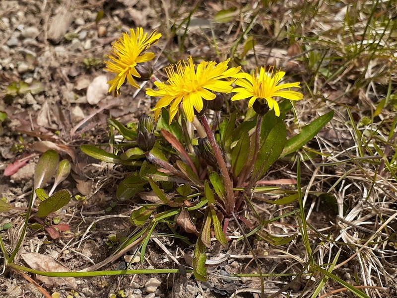 Marsh Dandelion photo 2