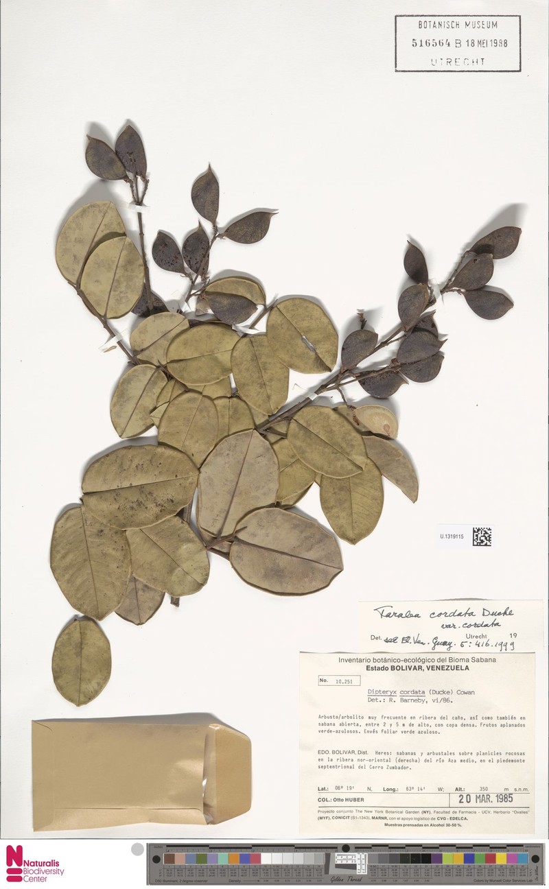 Taralea cordata var. cordata