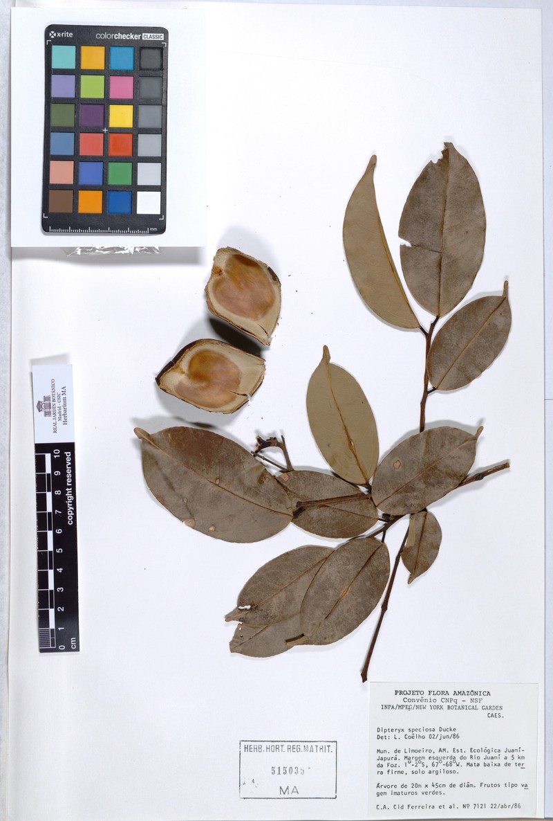 Taralea speciosa