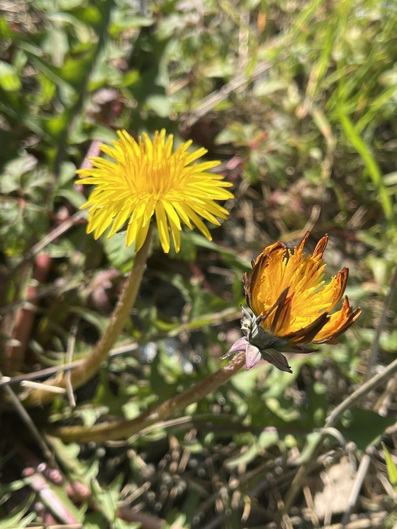 Taraxacum aesculosum