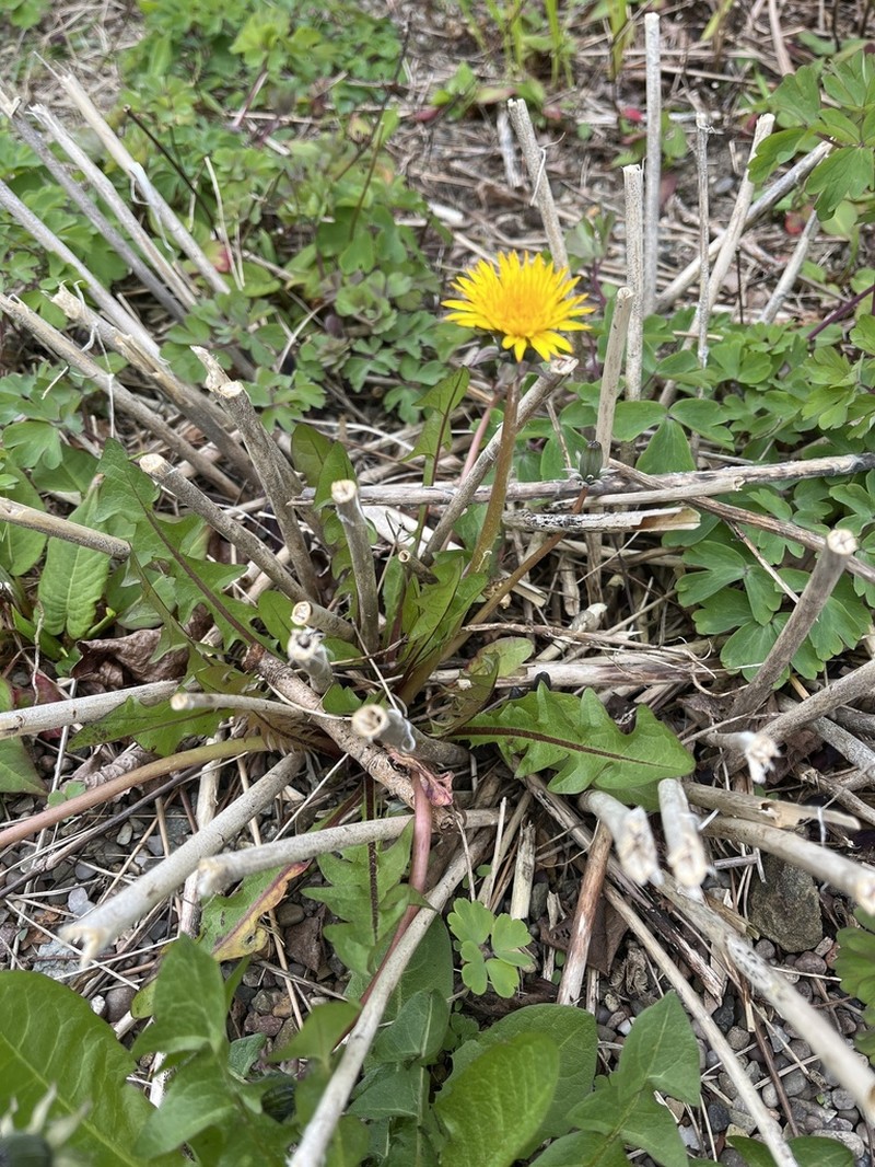 Taraxacum aesculosum photo 2