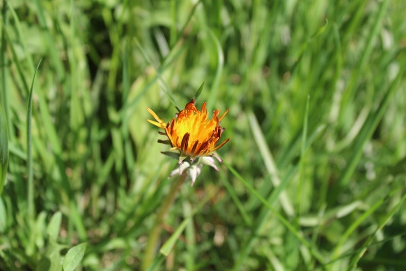 Taraxacum aesculosum photo 3