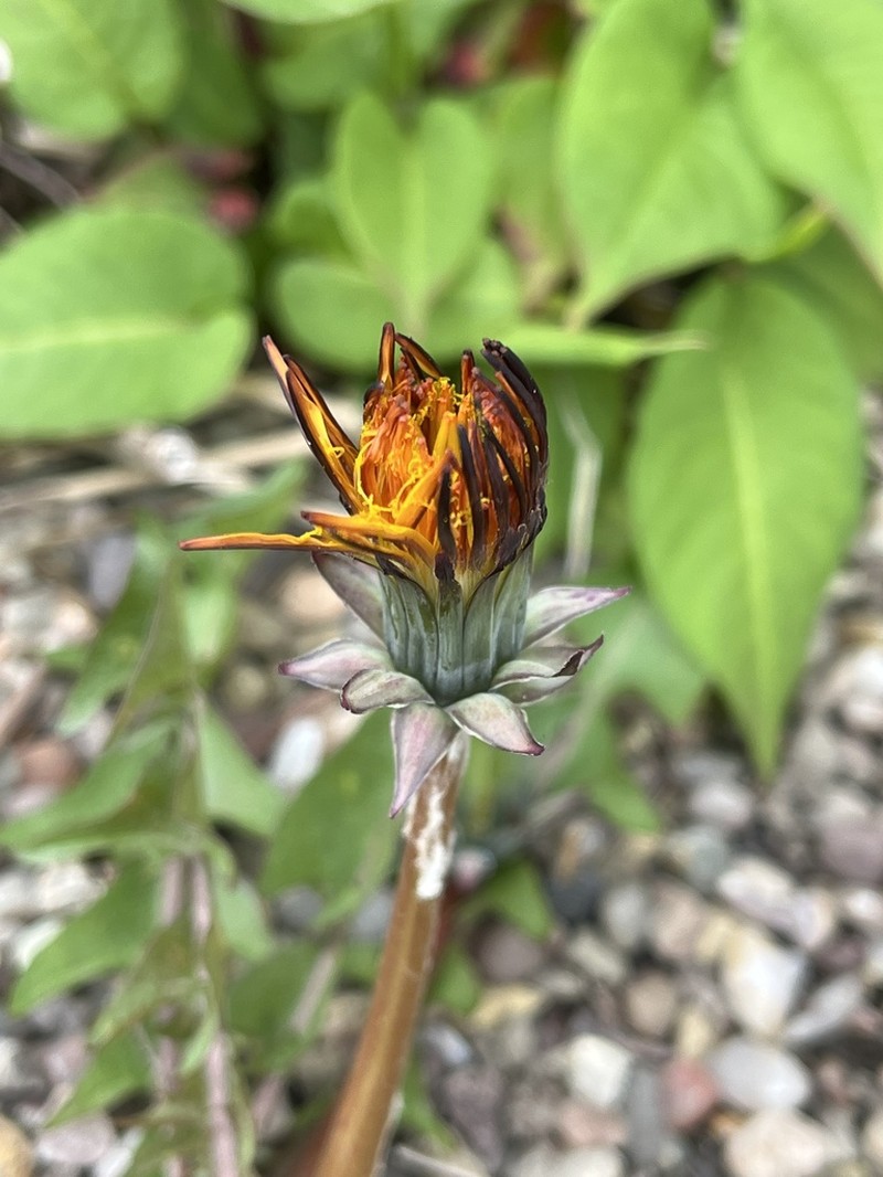 Taraxacum aesculosum photo 4