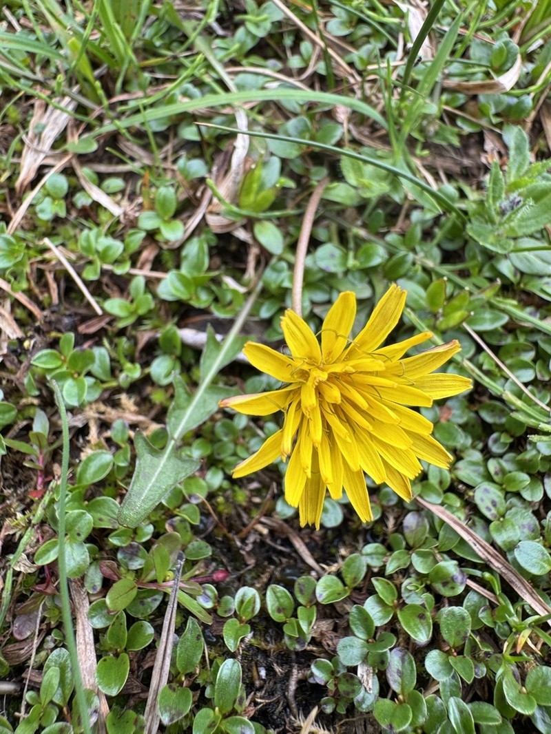 Taraxacum alaskanum