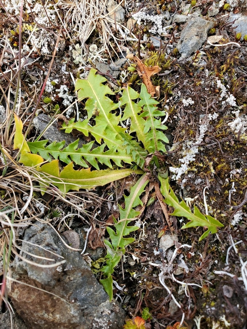 Taraxacum alaskanum photo 2