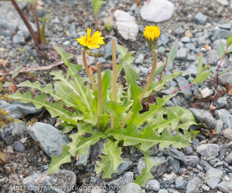 Taraxacum alaskanum photo 3