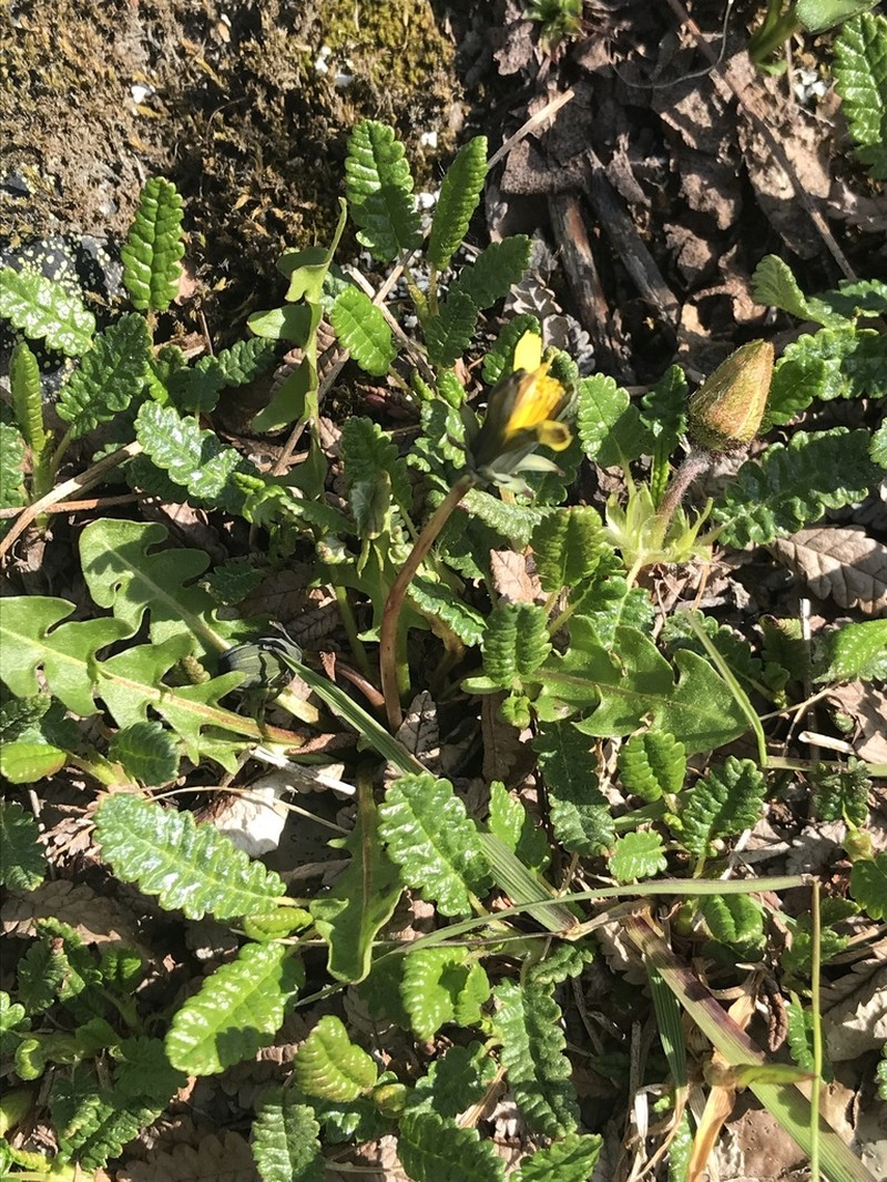 Taraxacum alaskanum photo 4