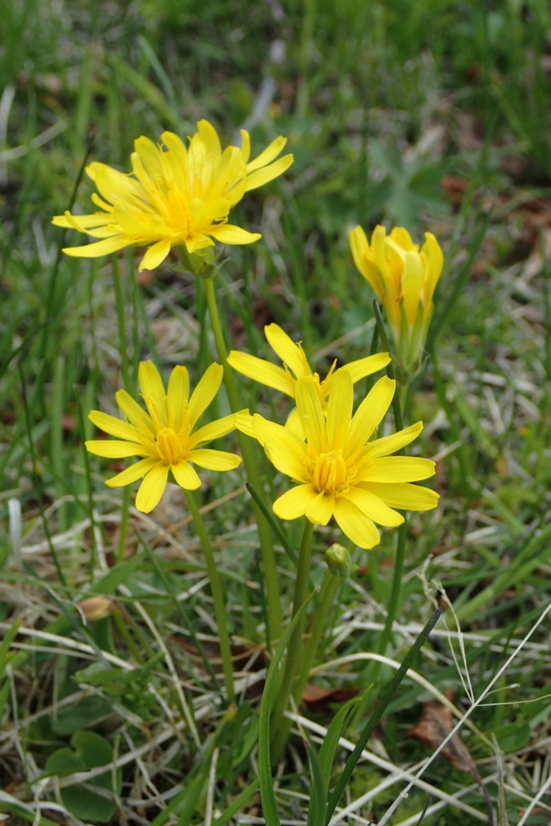 Taraxacum alaskanum photo 5