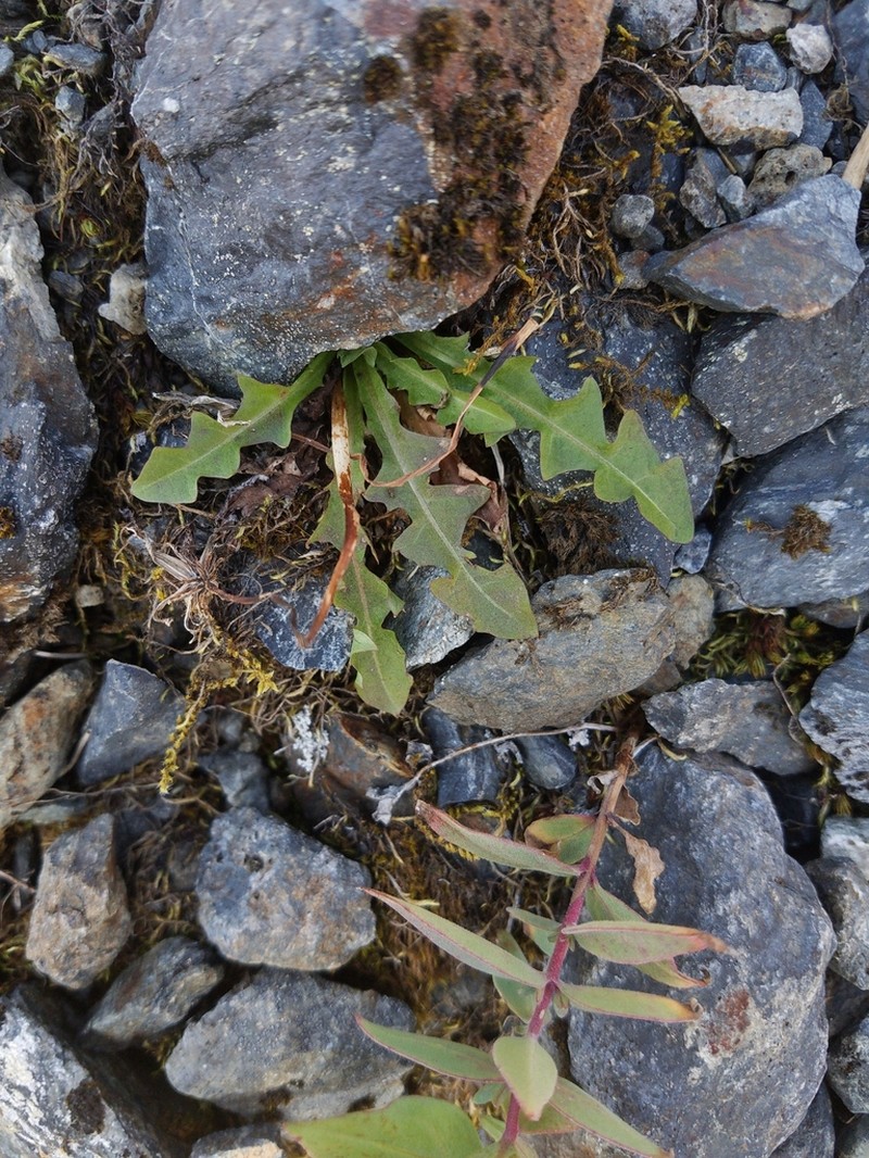 Taraxacum alaskanum photo 6