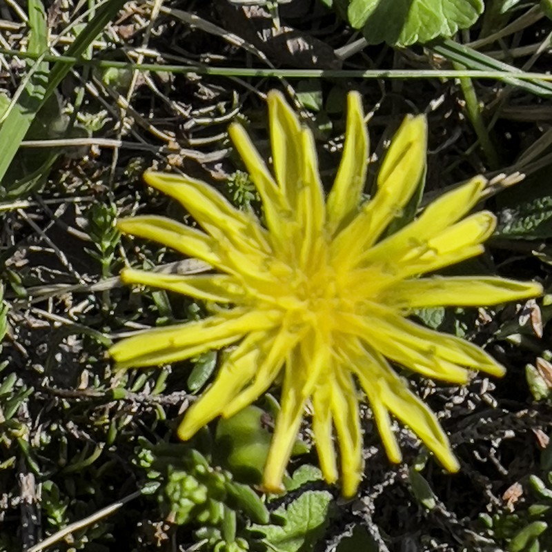 Taraxacum alaskanum photo 7