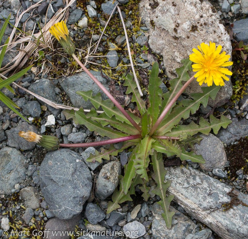 Taraxacum alaskanum photo 8