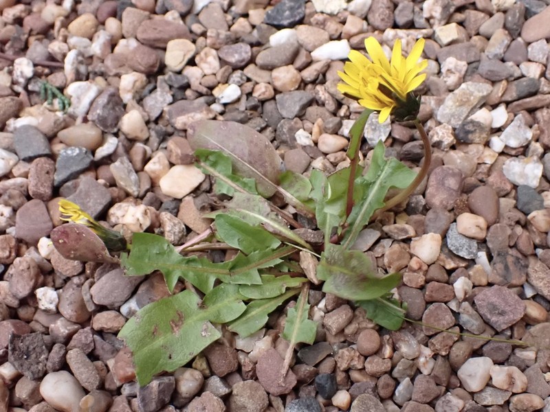 Taraxacum amicorum