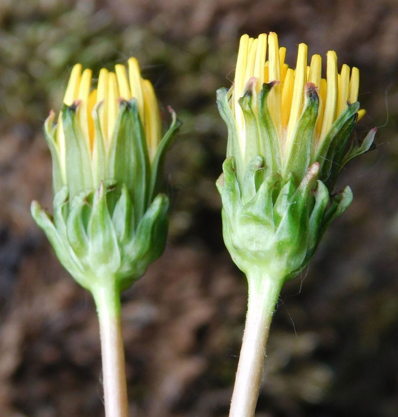 Taraxacum andersonii