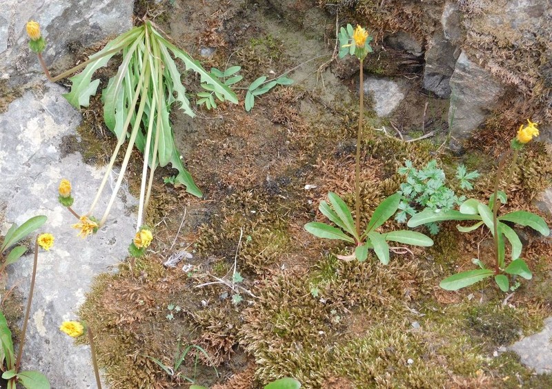 Taraxacum andersonii photo 2