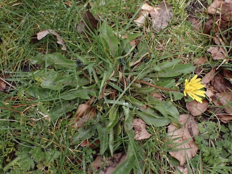 Taraxacum atrocollinum