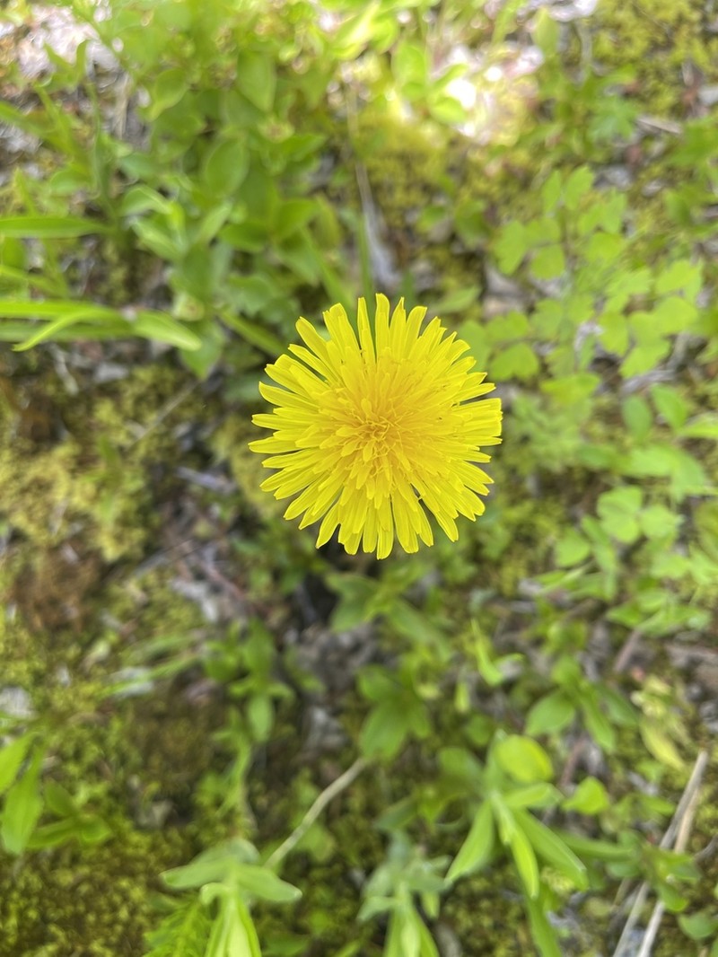 Taraxacum boreum