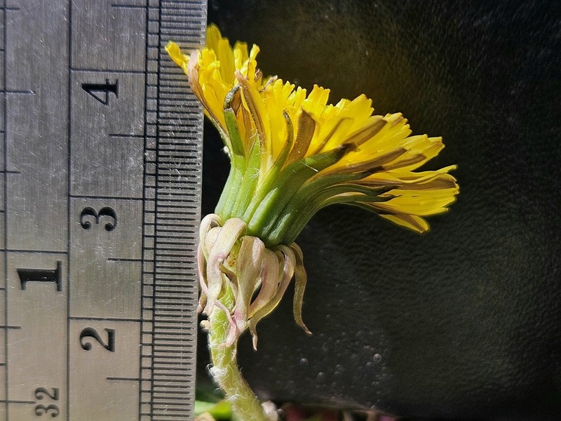 Taraxacum boreum photo 2