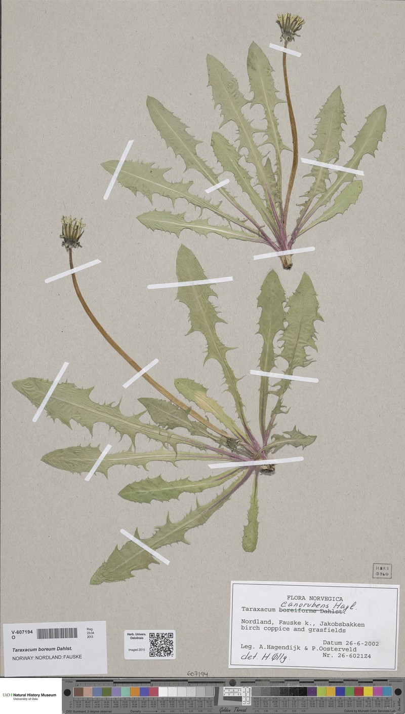 Taraxacum boreum photo 3