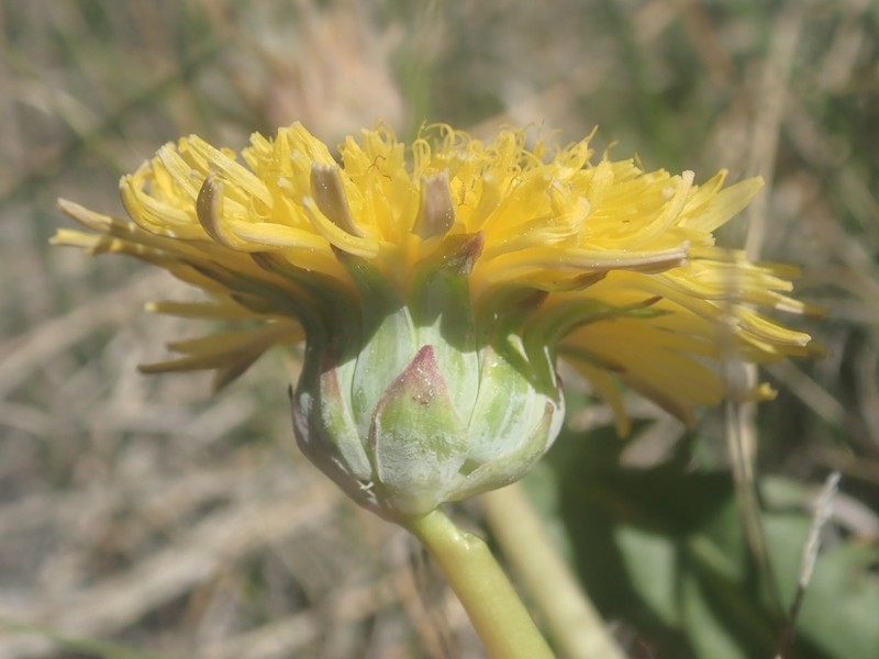 California Dandelion photo 2