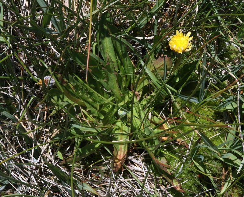 California Dandelion photo 3