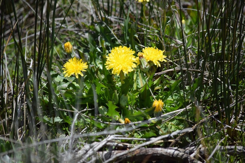 California Dandelion photo 4