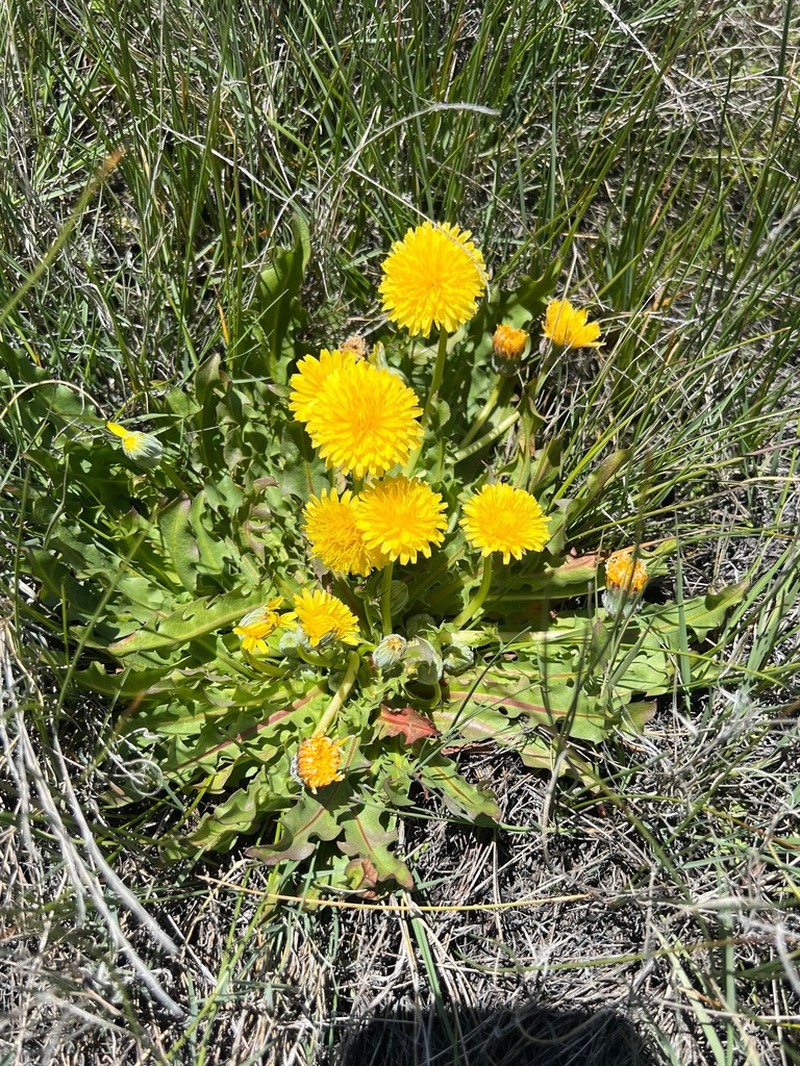 California Dandelion photo 5
