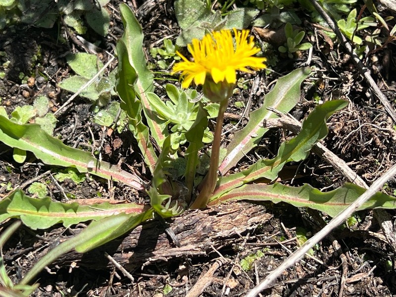 California Dandelion photo 6