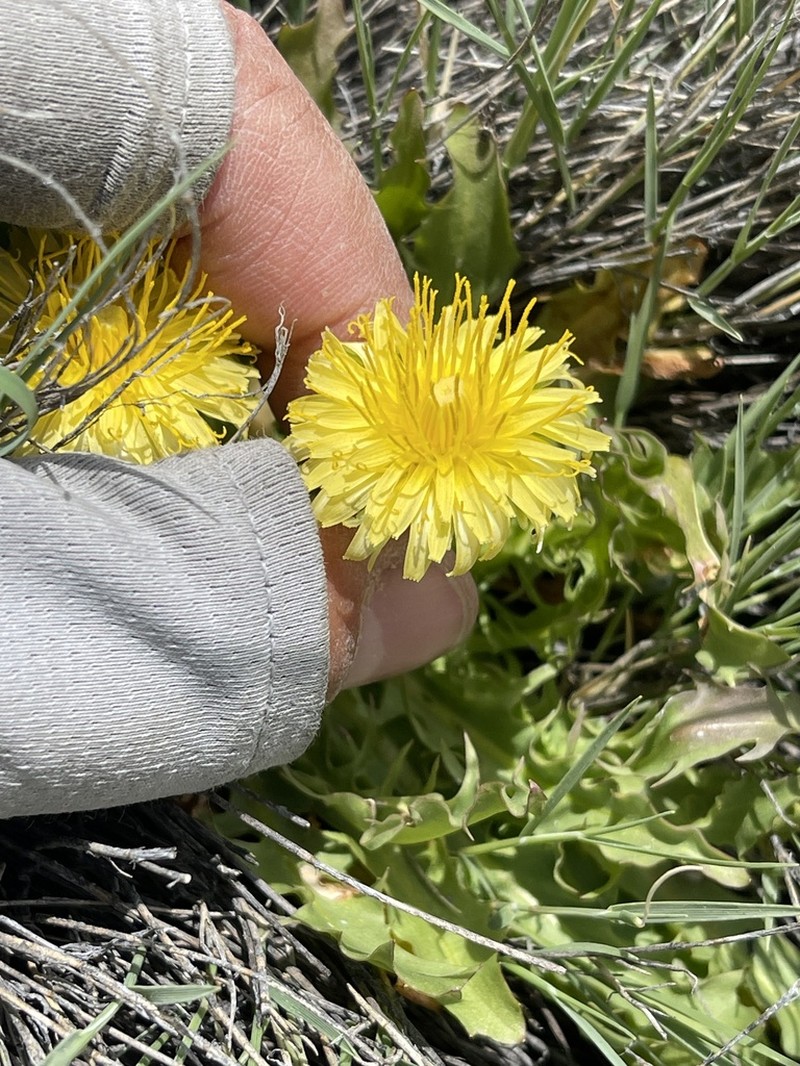California Dandelion photo 7