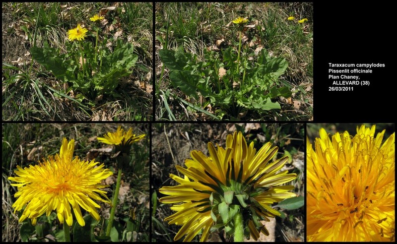 Taraxacum campylodes