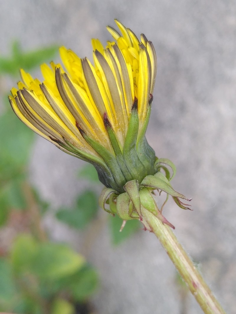 Taraxacum campylodes photo 2