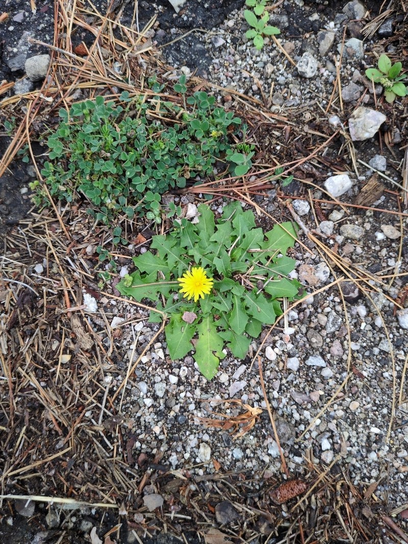 Taraxacum campylodes photo 3