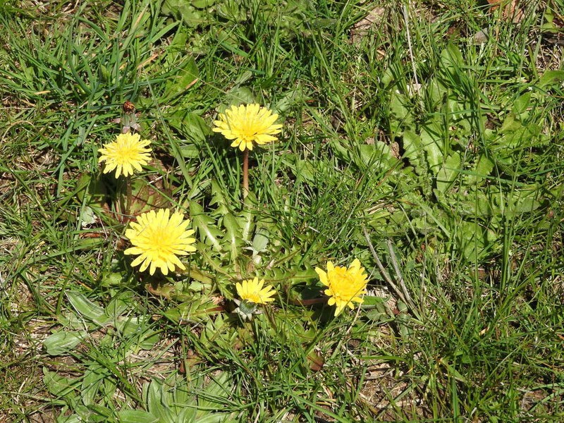 Taraxacum campylodes photo 4