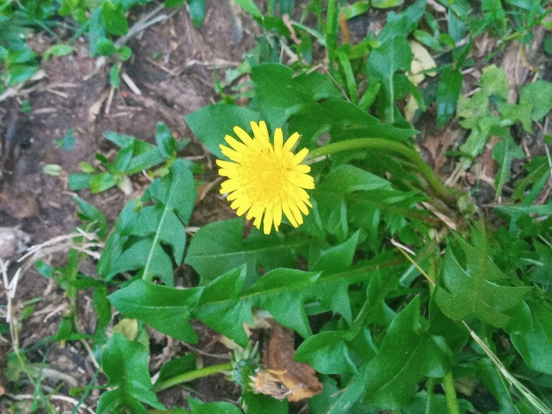 Taraxacum campylodes photo 5