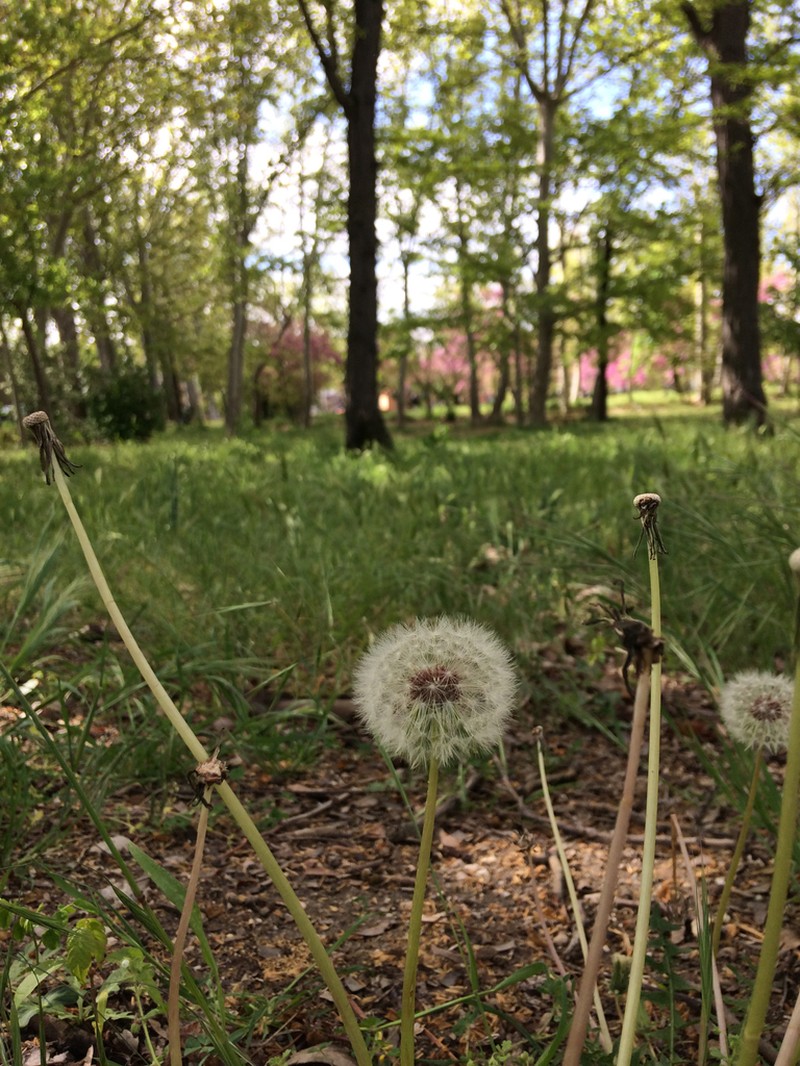Taraxacum campylodes photo 6