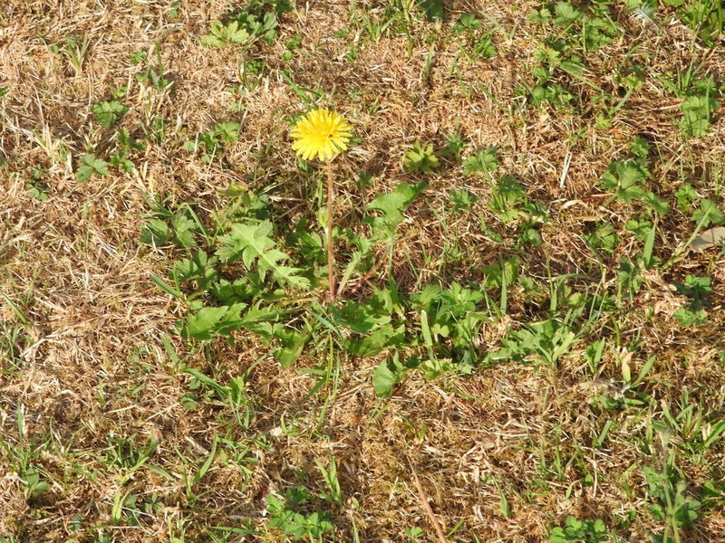 Taraxacum campylodes photo 7