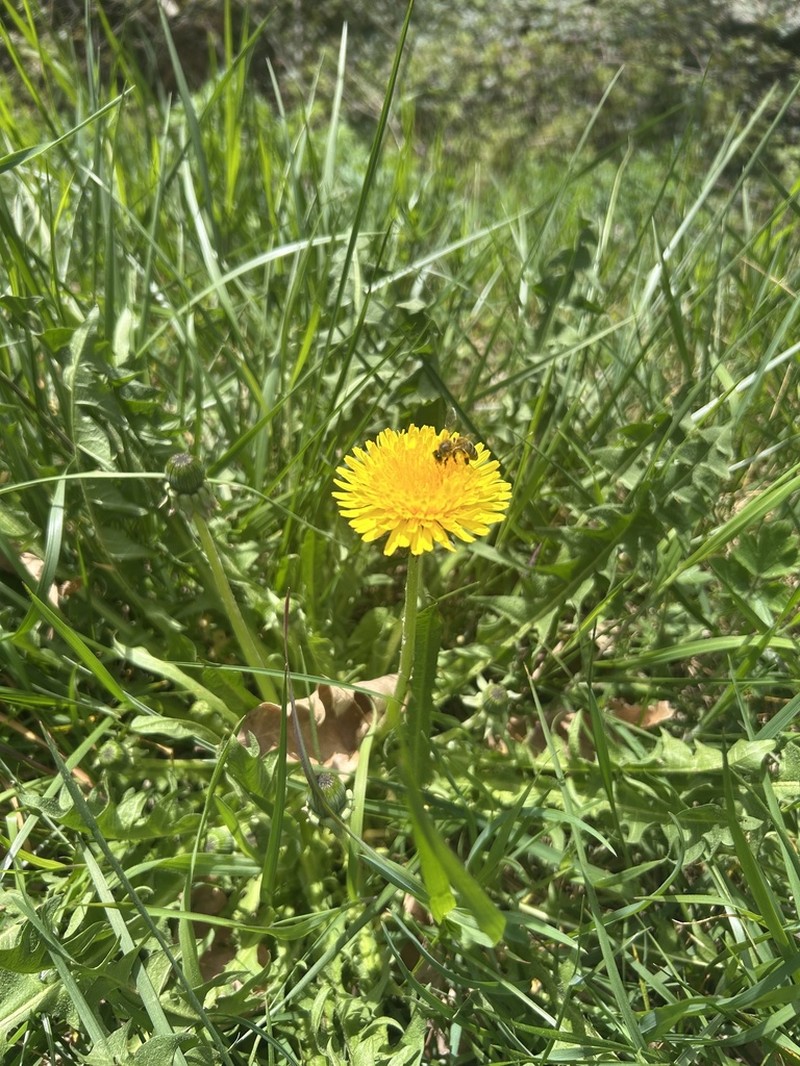 Taraxacum campylodes photo 8