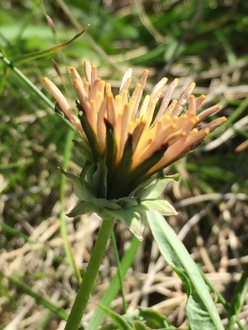 Fleshy Dandelion photo 3