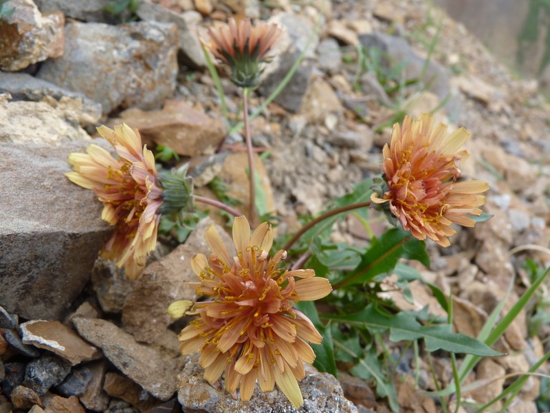 Fleshy Dandelion photo 4