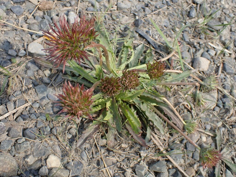 Fleshy Dandelion photo 6