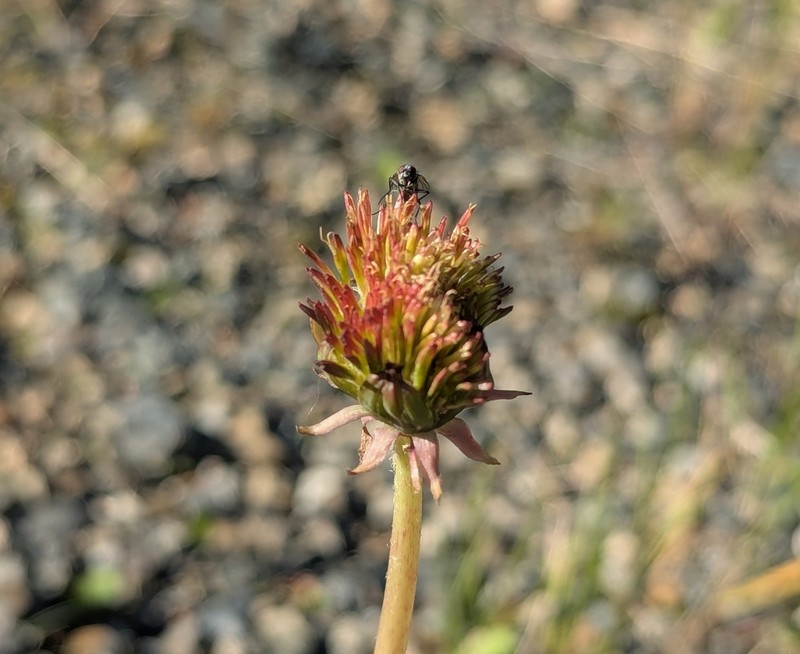 Fleshy Dandelion photo 7