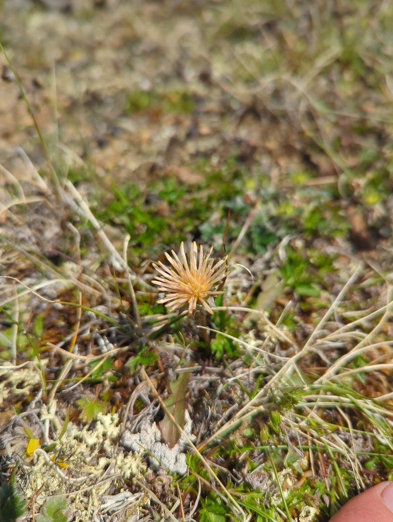Fleshy Dandelion photo 8